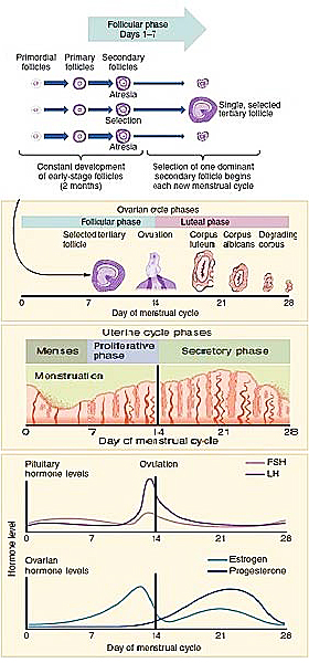 Ciclul ovarian si uterin